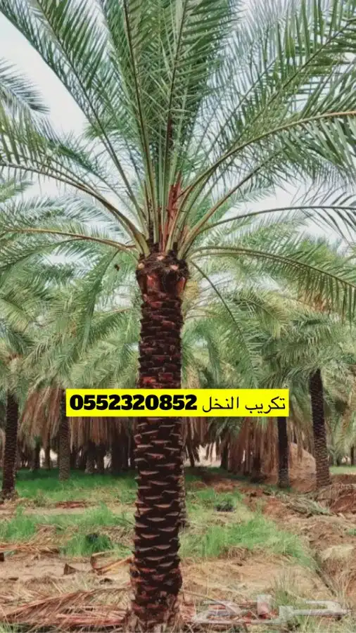 تكريب النخل 0