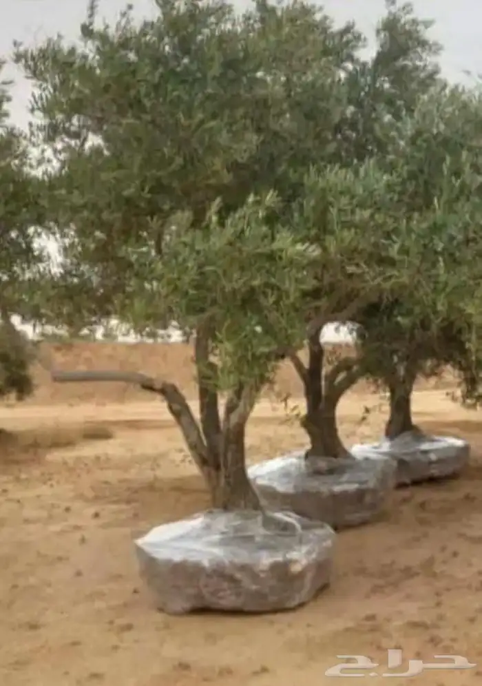 تنفيذ حدائق و توريد نخيل و اشجار 22