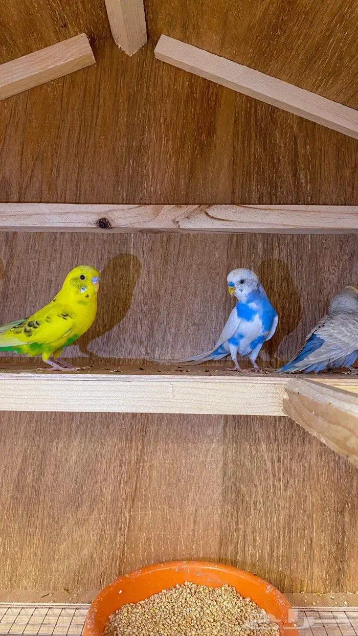 للبيع طيور الحب وطيور وطيور الكروان وطيور الروز ومستلزماتها 0