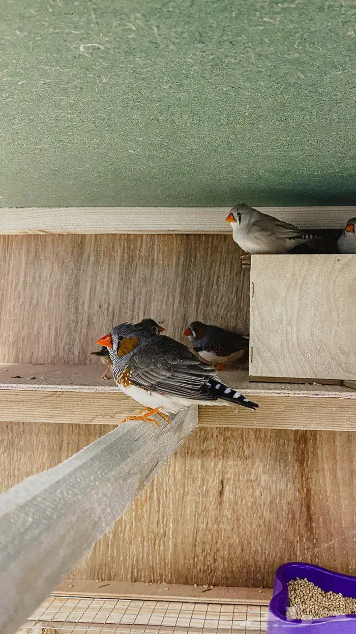 للبيع طيور الحب وطيور وطيور الكروان وطيور الروز ومستلزماتها 1