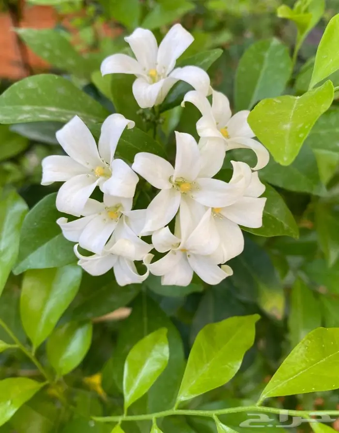 شتلات ياسمين المورايا 0