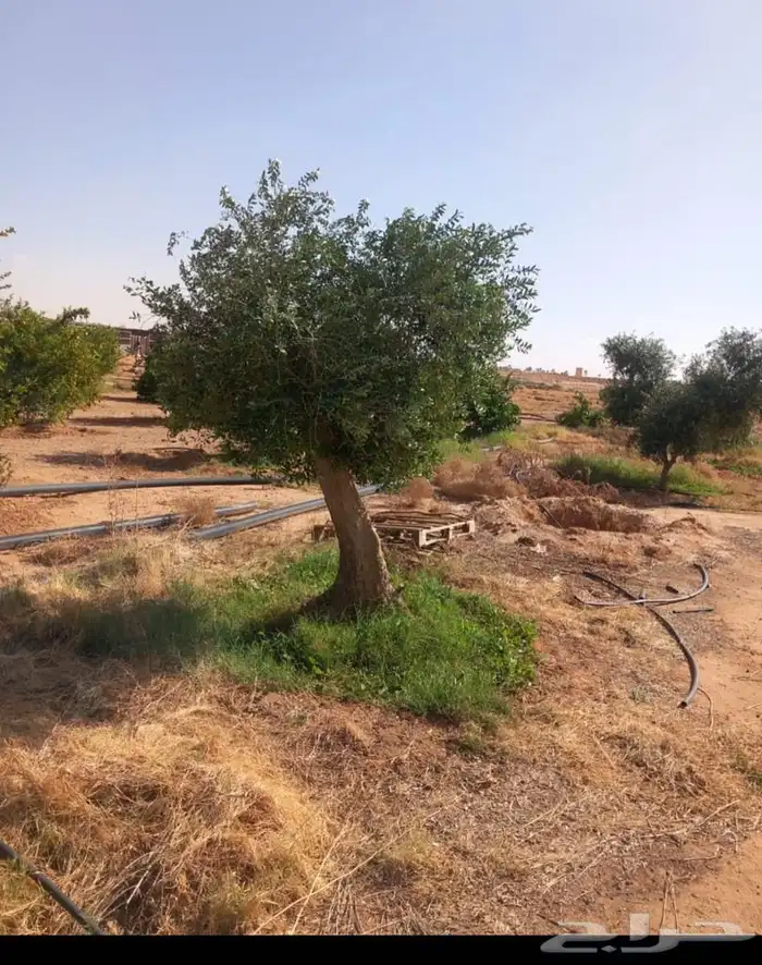 تنفيذ حدائق و توريد نخيل و اشجار 24