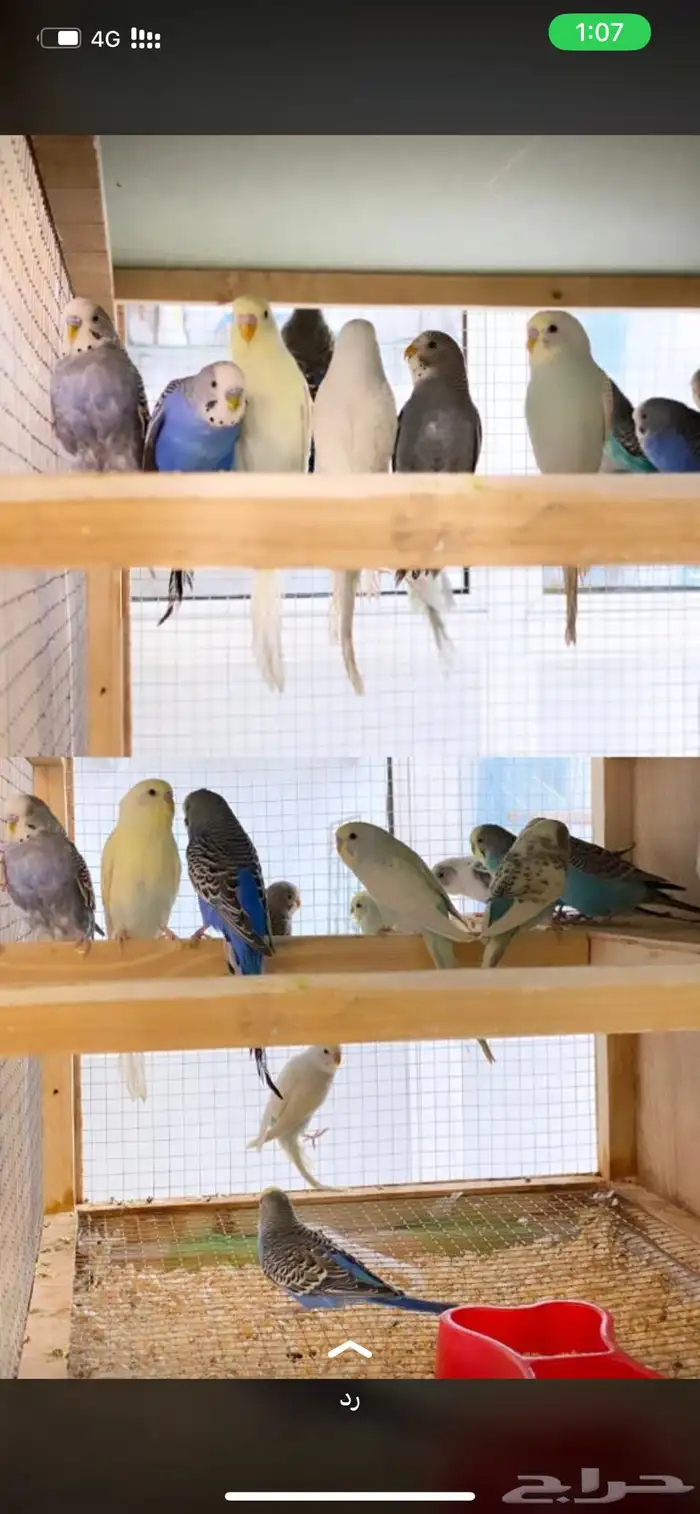 للبيع طيور الحب وطيور وطيور الكروان وطيور الروز ومستلزماتها 2
