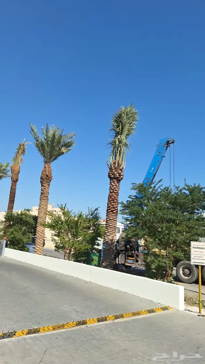 تنفيذ حدائق و توريد نخيل و اشجار 20