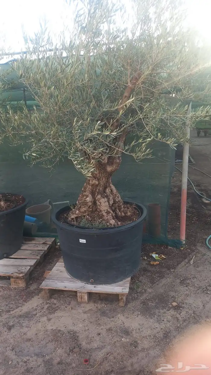 تنفيذ حدائق و توريد نخيل و اشجار 19