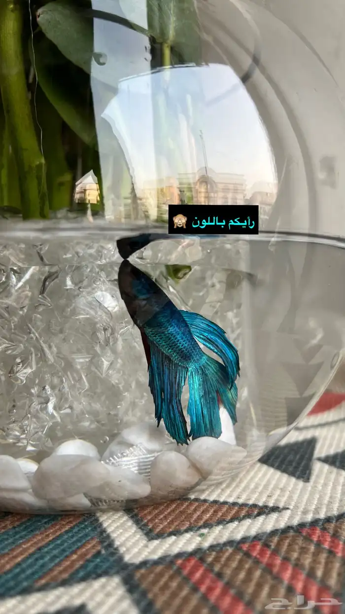 هدايا و ورووود حسب الطلب 15