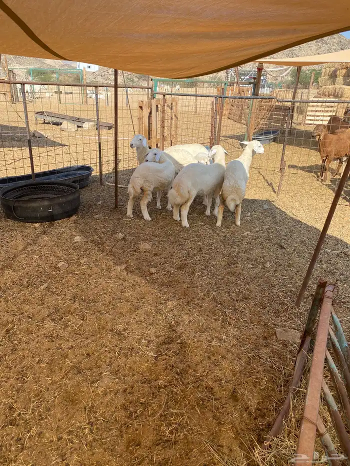 الشميسي طريق الخواجات قبل حوش الجابري 2