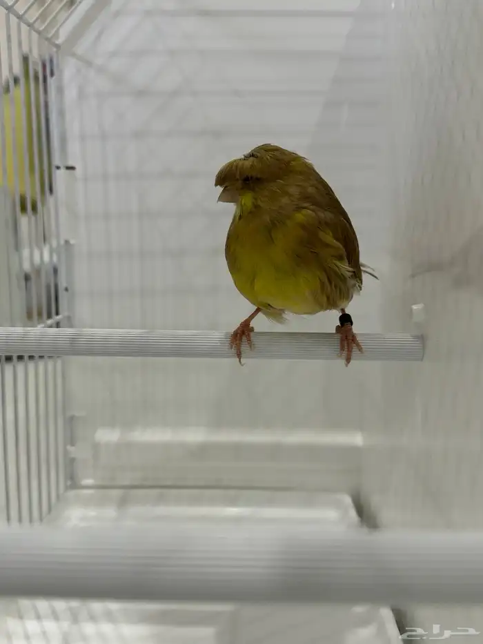 للبيع كناري جلوستر جوز الانثى كرست(تم البيع ) 5