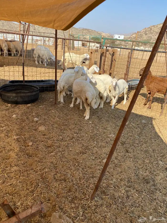 الشميسي طريق الخواجات قبل حوش الجابري 0