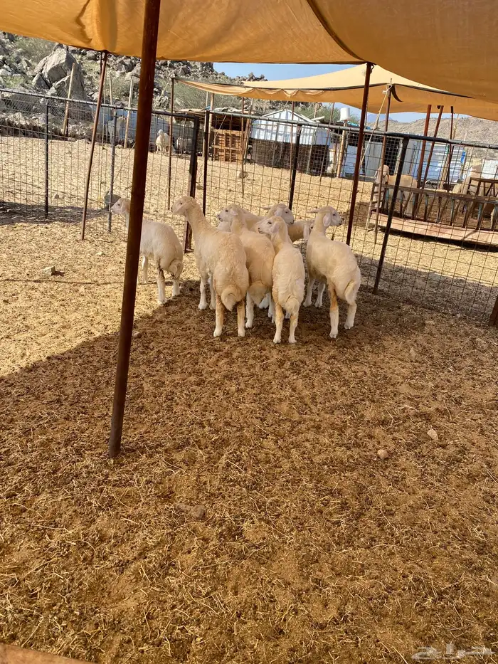 الشميسي طريق الخواجات قبل حوش الجابري 3