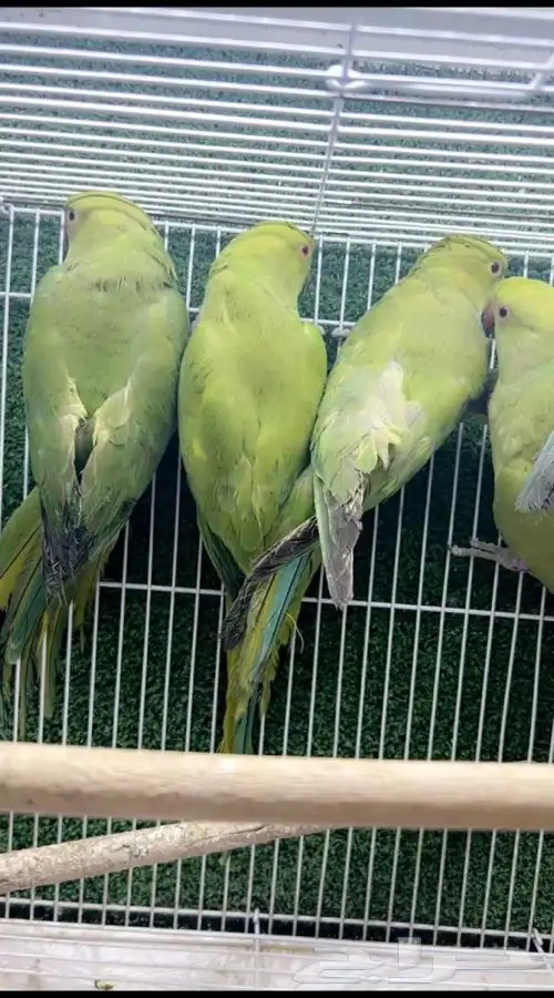 طيور كروان روز 13