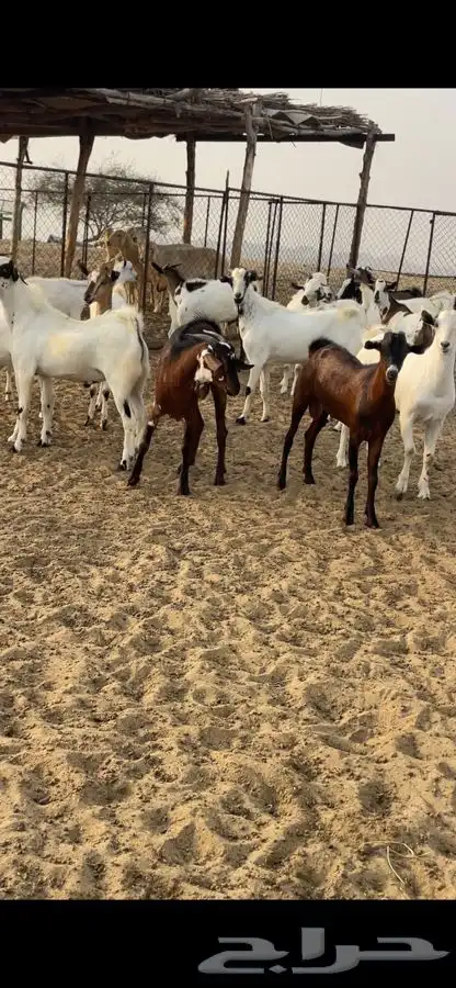 ذبايح مناسبات تيوس 0