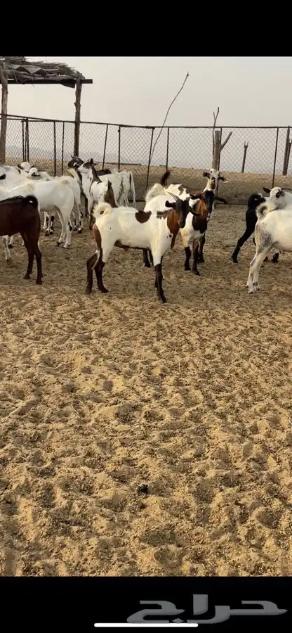 ذبايح مناسبات تيوس 1