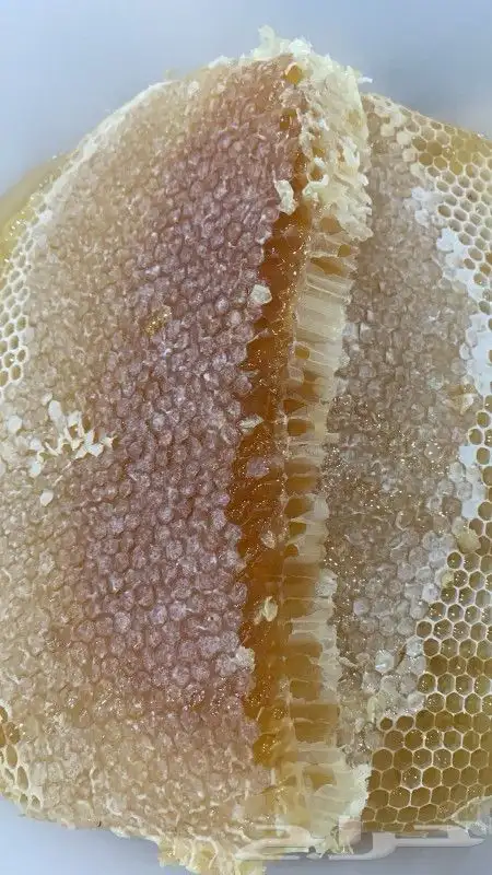 عسل السدر الجبلي ذمه وأمانه 8