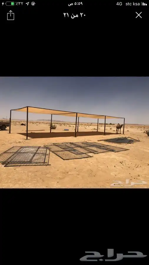 شبوك. ابل. مضلات ابل 4