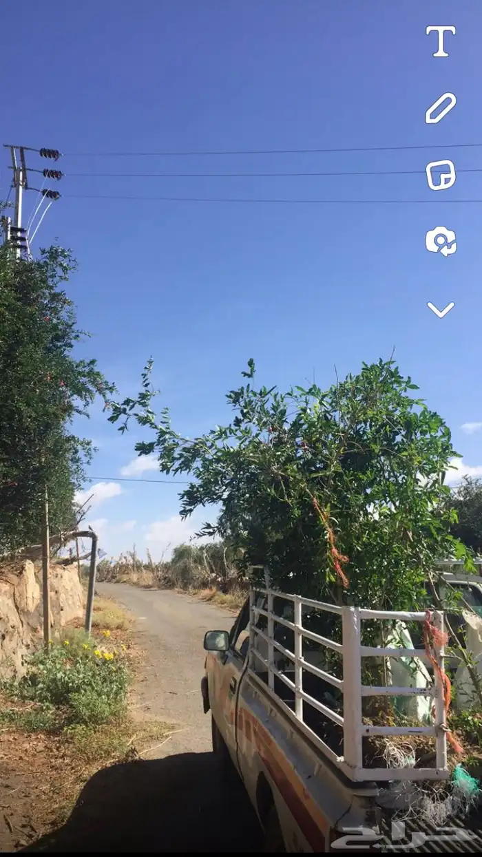 شتلات رمان جوف ال معمر 0