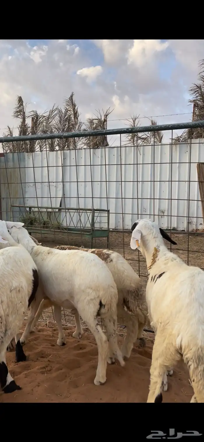 سواكني ضحايا للبيع مع الصلخ والتوصيل 1