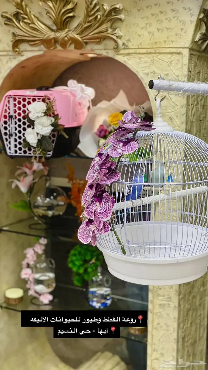 تنسيق هدايا - طيور الحب - شياله قطط - فازه مع سمك 0