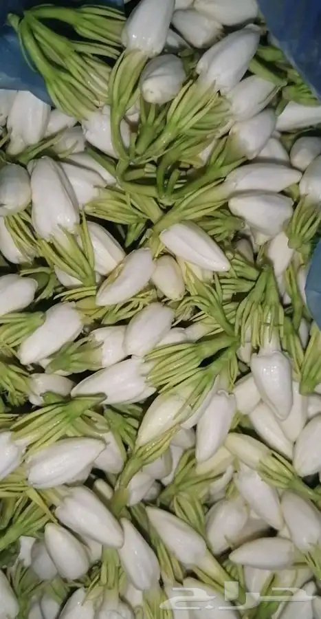 عطر فل جيزاني فل المسابح 1