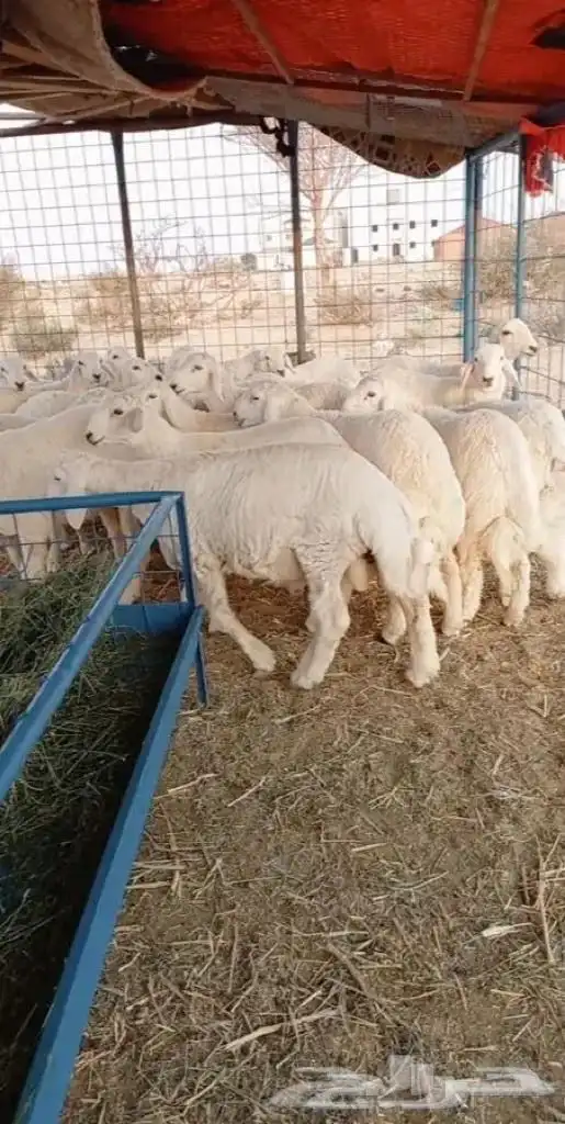 ذبايح بريه 14