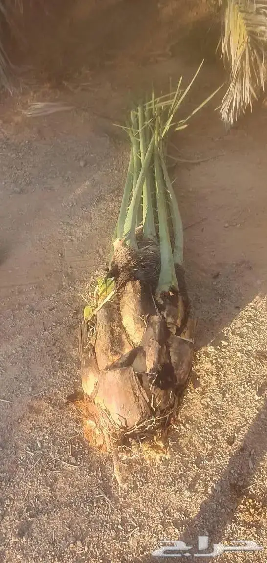 نخل القصيم للبيع 2