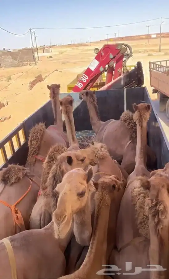 تريله ونش لنقل الإبل أبل 0