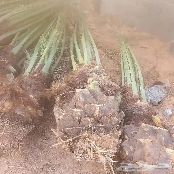 نخل القصيم للبيع 0