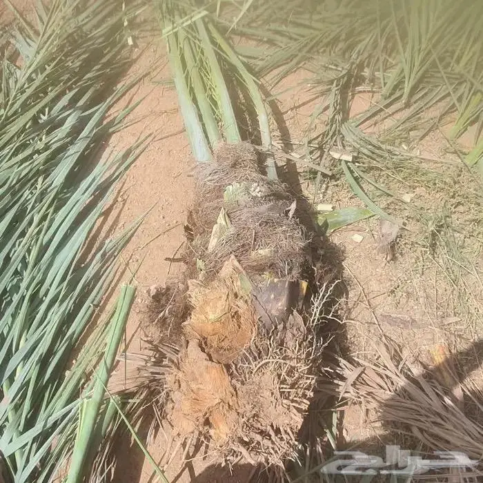 نخل القصيم للبيع 1