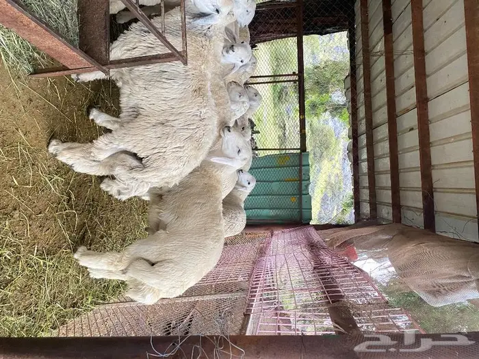 اضاحي يوجد حجز 0