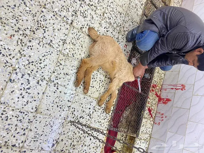 اضاحي يوجد حجز 1