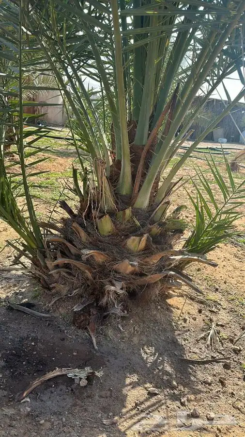 جثايث اخلاص وسكري وبرحي 0