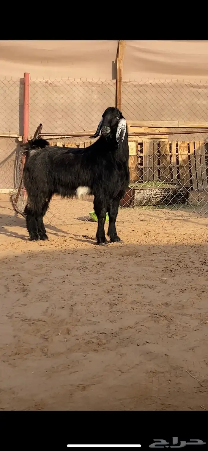 فحل فاخر جدا ( تم البيع ) 2