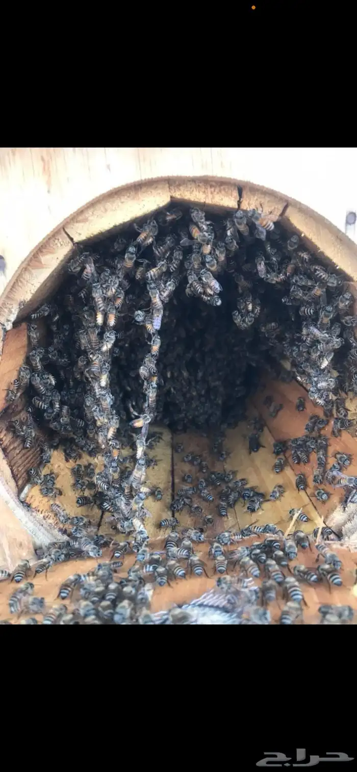 عسل طبيعي من جبال الباحة 2