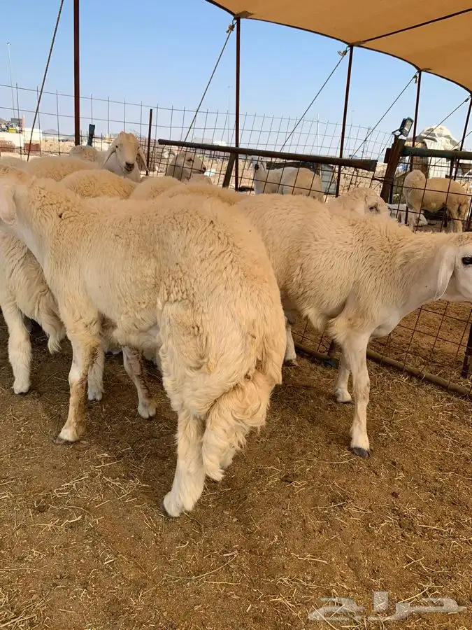 ذبايح للبيع حري ذبائح جبر 1