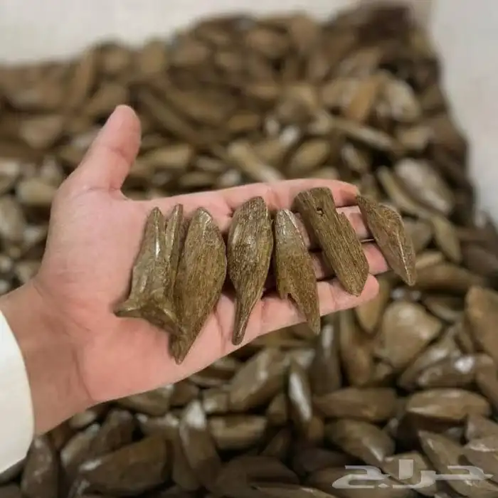 عود الشيوخ (مروكي و كلمنتان) 1