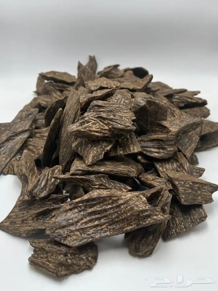 عود الشيوخ (مروكي و كلمنتان) 2