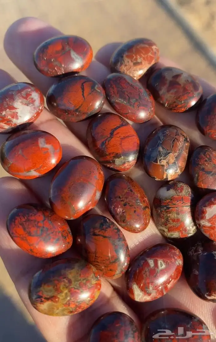 جاسبر إندونيسي من أروع وأجمل واخطر وأندر أنواع الحاسبر 3