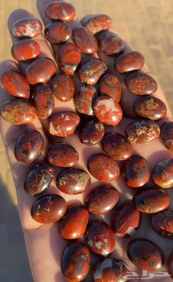 جاسبر إندونيسي من أروع وأجمل واخطر وأندر أنواع الحاسبر 5