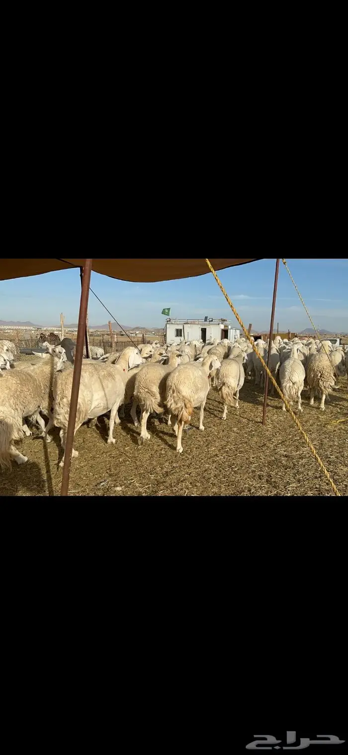 غنم حرية جروم حرش الوبره الملكيه 83 2