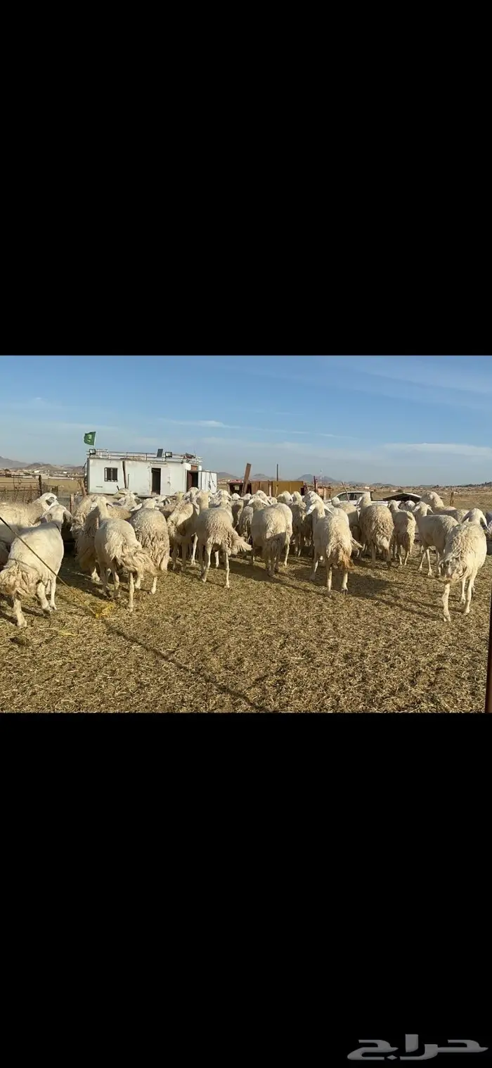 غنم حرية جروم حرش الوبره الملكيه 83 3