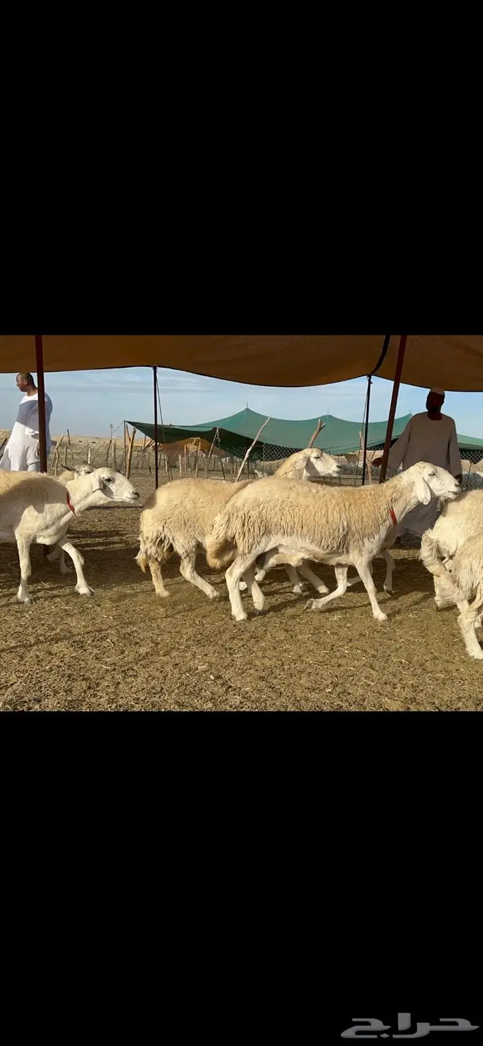 غنم حرية جروم حرش الوبره الملكيه 83 5