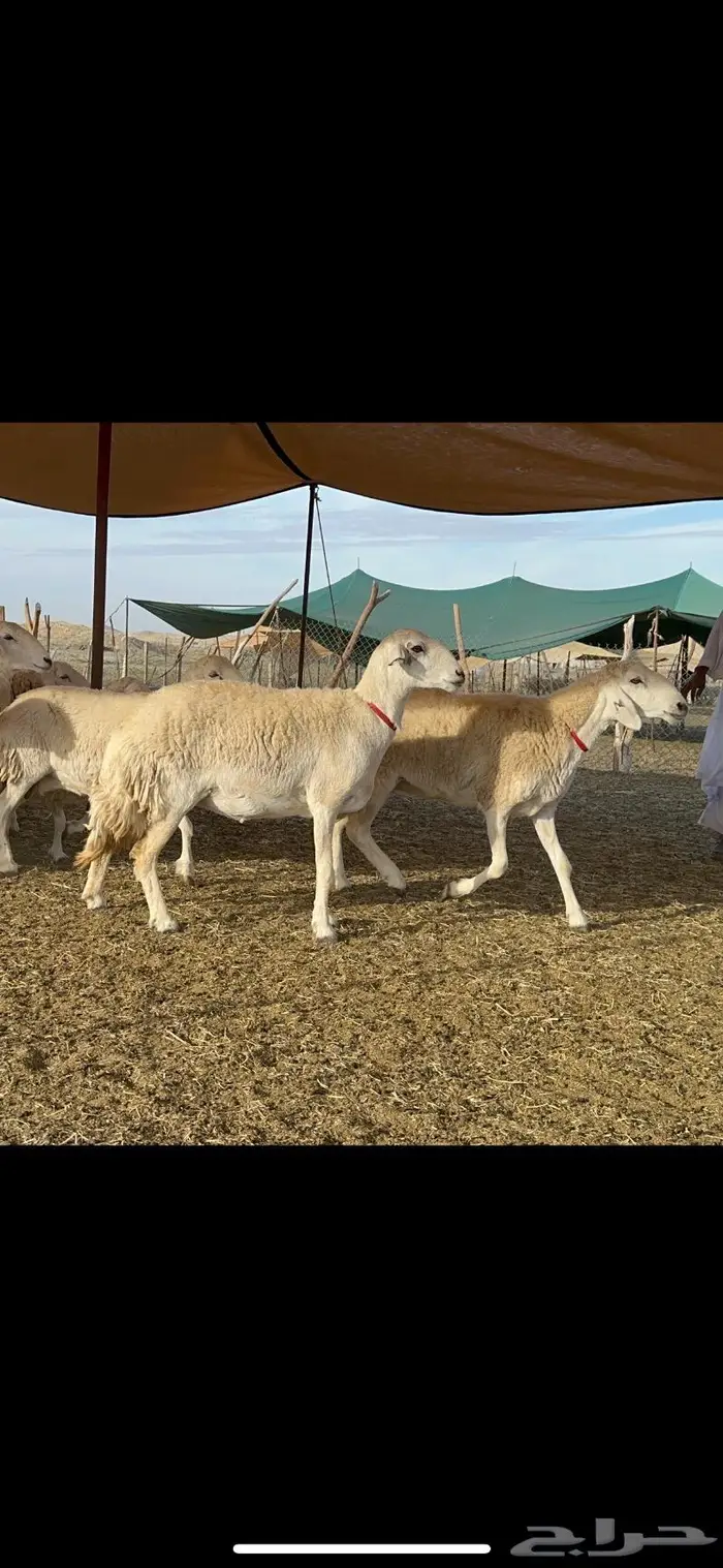 غنم حرية جروم حرش الوبره الملكيه 83 8