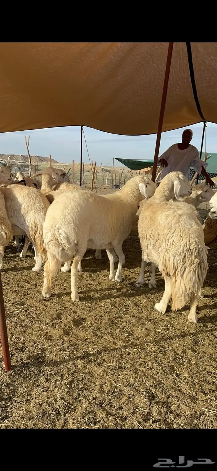 غنم حرية جروم حرش الوبره الملكيه 83 9