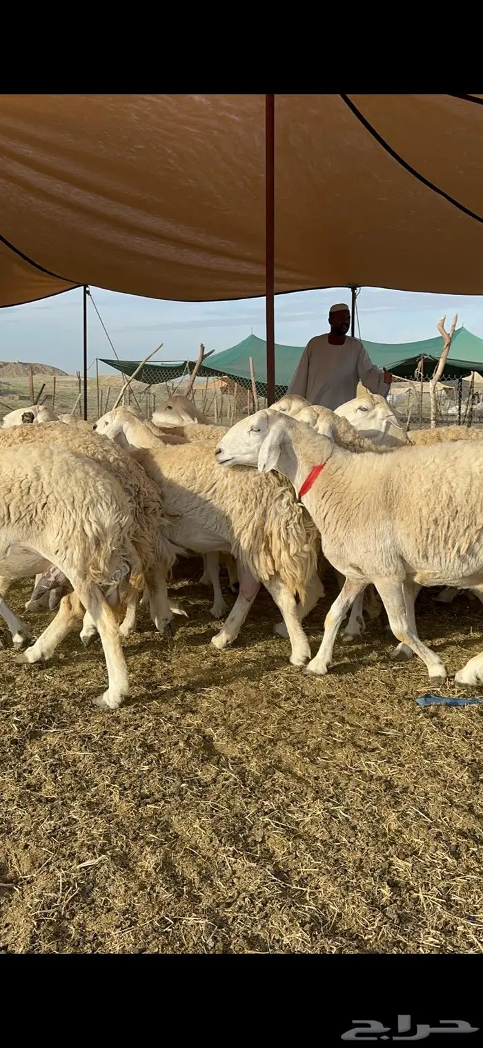 غنم حرية جروم حرش الوبره الملكيه 83 10
