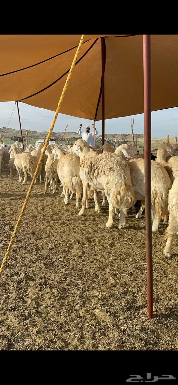 غنم حرية جروم حرش الوبره الملكيه 83 14