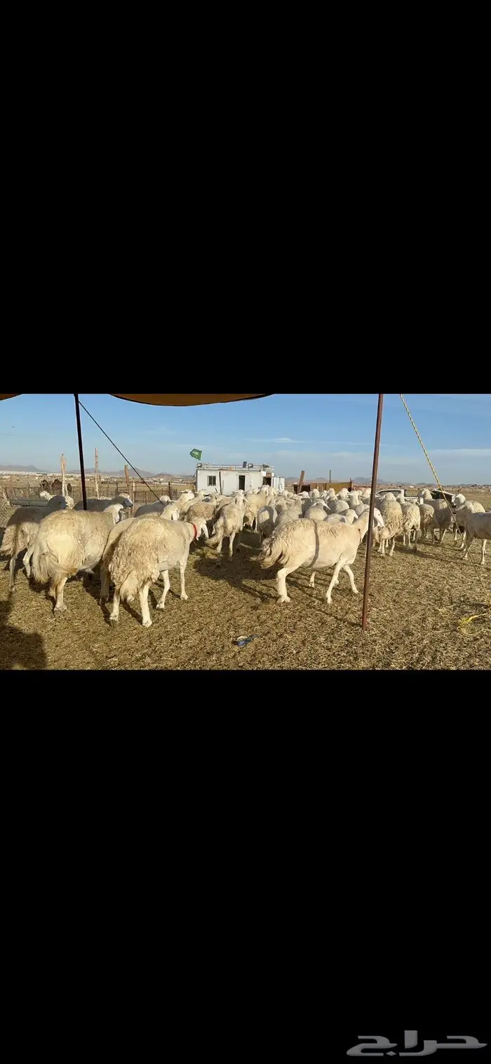 غنم حرية جروم حرش الوبره الملكيه 83 1