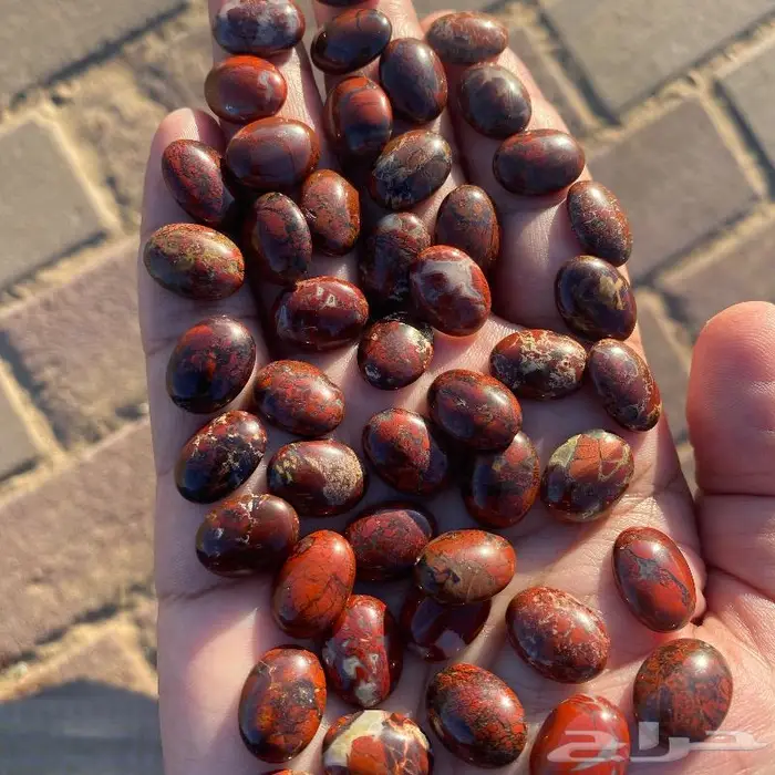 جاسبر إندونيسي من أروع وأجمل واخطر وأندر أنواع الحاسبر 13