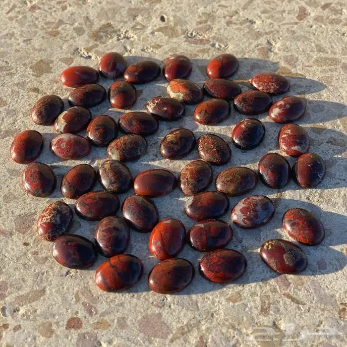 جاسبر إندونيسي من أروع وأجمل واخطر وأندر أنواع الحاسبر 15