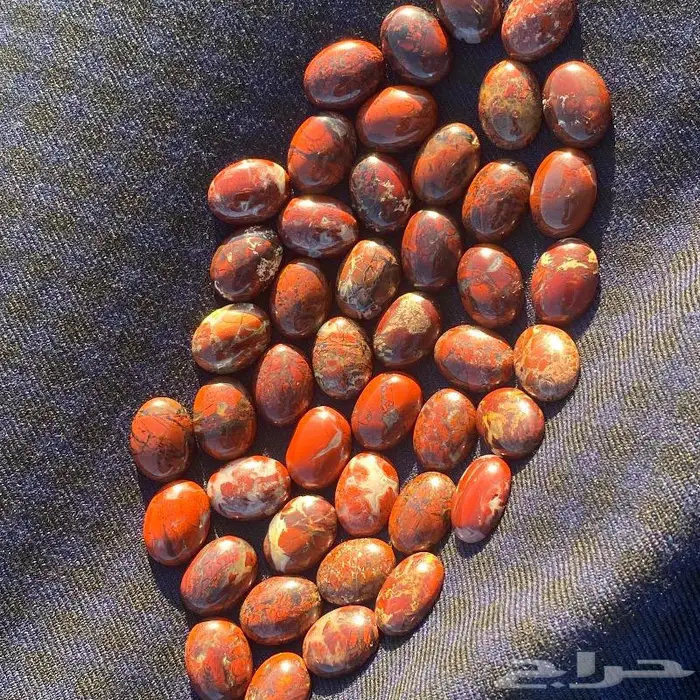 جاسبر إندونيسي من أروع وأجمل واخطر وأندر أنواع الحاسبر 14