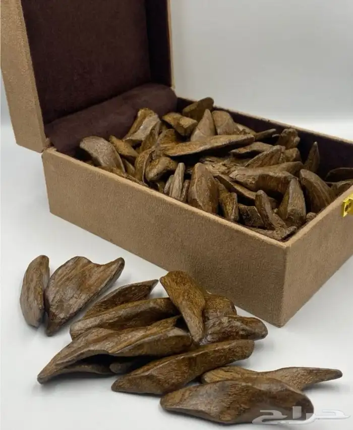 عود الشيوخ (مروكي و كلمنتان) 0